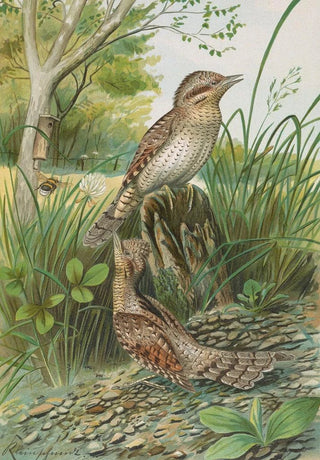 Johann Friedrich Naumann - Jynx torquilla.webp