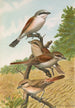 Lanius collurio Lanius isabellinus Ehrenberg - Johann Friedrich Naumann — artwork view