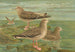 Larus fuscus Larus marinus Larus glaucus Brünn - Johann Friedrich Naumann — vista de la obra