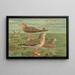 Larus fuscus Larus marinus Larus glaucus Brünn - Johann Friedrich Naumann — cuadro enmarcado en la pared