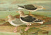 Johann Friedrich Naumann's painting Larus fuscus Larus marinus Larus glaucus Brunn — artwork view