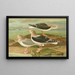 Johann Friedrich Naumann's painting Larus fuscus Larus marinus Larus glaucus Brunn — framed artwork on a wall