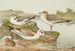 Larus minutus Pall Larus ridibundus Larus melanocephalus - Johann Friedrich Naumann — artwork view