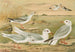 Larus minutus Pall, Larus ridibundus, Larus melanocephalus Natt, Larus Philadelphia Ord - Johann Friedrich Naumann — vista de la obra
