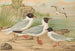 Larus minutus Pall, Larus ridibundus, Larus melanocephalus, Natt, Larus minutus Pall - Johann Friedrich Naumann — artwork view