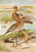 Limosa limosa Limosa lapponica - Johann Friedrich Naumann — vista de la obra