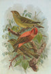 Loxia curvirostra - Johann Friedrich Naumann — artwork view