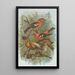 Loxia leucoptera Gm Loxia bifasciata Brehm - Johann Friedrich Naumann — framed artwork on a wall