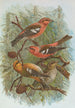 Loxia leucoptera Gm Loxia bifasciata Brehm - Johann Friedrich Naumann — artwork view