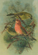 Loxia pityopsittacus Bechst - Johann Friedrich Naumann — vista de la obra