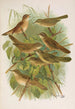 Lusciniola fuscata melanopogon Locustella naevia luscinioides certhiola - Johann Friedrich Naumann — vista de la obra