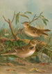 Melanocorypha calandra Lullula arborea - Johann Friedrich Naumann — vista de la obra