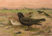 Melanocorypha yeltoniensis - Johann Friedrich Naumann — vista de la obra