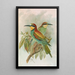 Merops apiaster - Johann Friedrich Naumann | Cuadro — cuadro enmarcado en la pared