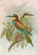 Merops apiaster - Johann Friedrich Naumann | Cuadro — vista de la obra