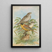 Miliaria calandra Emberiza melanocephala Scopoli - Johann Friedrich Naumann — framed artwork on a wall