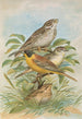 Miliaria calandra Emberiza melanocephala Scopoli - Johann Friedrich Naumann — artwork view