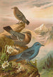 Monticola cyanus - Johann Friedrich Naumann — vista de la obra