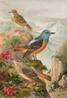 Monticola saxatilis - Johann Friedrich Naumann — vista de la obra