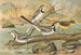 Motacilla alba, Motacilla boarula - Johann Friedrich Naumann — vista de la obra
