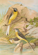 Motacilla boarula - Johann Friedrich Naumann — vista de la obra