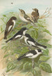 Muscicapa atricapill Muscicapa collaris semitorquata Muscicapa collaris Bechst - Johann Friedrich Naumann — vista de la obra