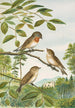 Muscicapa parva Bechst - Johann Friedrich Naumann — vista de la obra