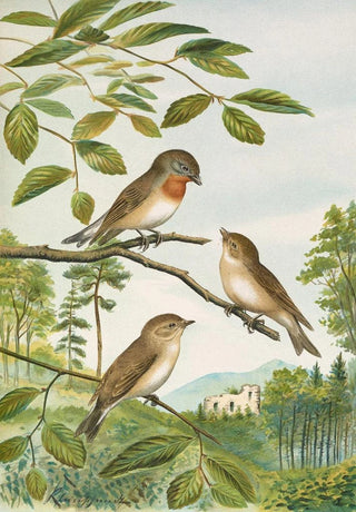 Johann Friedrich Naumann - Muscicapa parva Bechst.webp