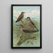 Nucifraga caryocatactes - Johann Friedrich Naumann — framed artwork on a wall