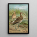 Numenius arcuatus - Johann Friedrich Naumann — framed artwork on a wall