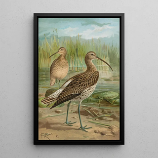 Johann Friedrich Naumann - Numenius arcuatus.webp