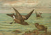 Oceanodroma leucorrhoa Vieill Gaviota de cola bifurcada - Johann Friedrich Naumann — vista de la obra