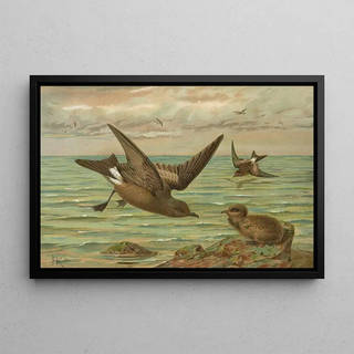 Johann Friedrich Naumann - Oceanodroma leucorrhoa Vieill Gabelschwanziger SchwalbenSturmvogel.webp