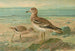 Œdicnème œdicnème - Johann Friedrich Naumann — artwork view