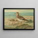 Œdicnème œdicnème - Johann Friedrich Naumann — framed artwork on a wall