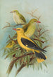 Oriolus oriolus - Johann Friedrich Naumann — vista de la obra