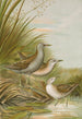 Ortygometra parva - Johann Friedrich Naumann — vista de la obra