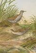 Ortygometra pusilla - Johann Friedrich Naumann — artwork view