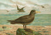 Ossifraga gigantea GMEL Gran petrel - Johann Friedrich Naumann — vista de la obra