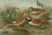 Otocorys alpestris L Melanocorypha sibirica - Johann Friedrich Naumann — vista de la obra