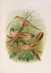 Panurus biarmicus - Johann Friedrich Naumann — vista de la obra