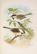 Parus cinctus Parus lugubris - Johann Friedrich Naumann — artwork view