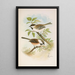 Parus cinctus Parus lugubris - Johann Friedrich Naumann — framed artwork on a wall