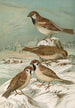Passer domesticus Passer montanus - Johann Friedrich Naumann — vista de la obra