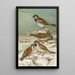 Passer domesticus Passer montanus - Johann Friedrich Naumann — cuadro enmarcado en la pared