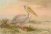 Pezón blanco - Johann Friedrich Naumann — vista de la obra