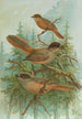 Perisoreus infaustus - Johann Friedrich Naumann — vista de la obra