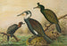 Phalacrocorax carbo, Phalacrocorax graculus, Phalacrocorax pygmaeus - Johann Friedrich Naumann — vista de la obra