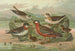 Phalaropus fulicarius Phalaropus lobatus - Johann Friedrich Naumann — artwork view