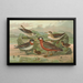 Phalaropus fulicarius Phalaropus lobatus - Johann Friedrich Naumann — framed artwork on a wall